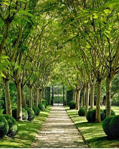 the path is lined with trees and bushes