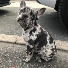 a small black and white dog sitting on the ground next to a parked car with it's eyes wide open