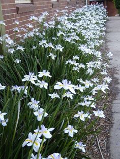 some white flowers are growing by the side of a brick building in front of a sidewalk