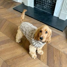 a dog wearing a sweater standing on the floor