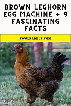 Brown Leghorn Fascinating Facts Brown Leghorn Chicken, Chicken Breeds With Pictures, Leghorn Chicken, Rare Chicken Breeds, Laying Chickens Breeds