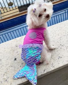 a small white dog wearing a pink shirt and mermaid tail sitting next to a swimming pool