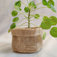 a plant in a burlap bag on a white surface