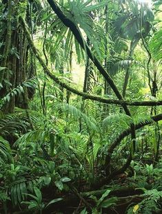 the jungle is full of green plants and trees