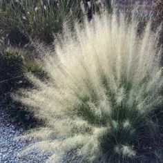 the grass is blowing in the wind