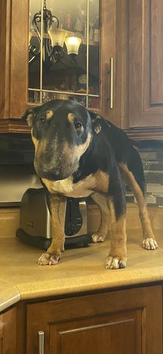 a dog standing on top of a kitchen counter