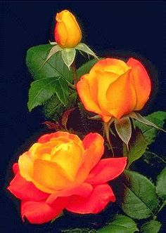 three orange roses with green leaves on a black background