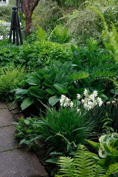 a garden filled with lots of green plants next to a white fire hyrdrant