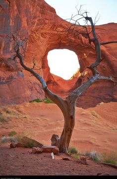 a dead tree in the desert with an arch in the background