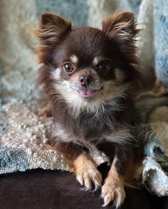 a small brown and white dog sitting on top of a blanket