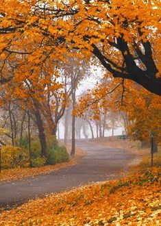 an empty road surrounded by trees with yellow leaves