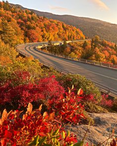 an empty road surrounded by colorful trees in the fall season with red and yellow foliage