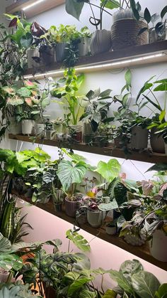 many potted plants are lined up on shelves