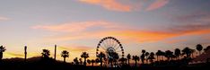 a ferris wheel and palm trees at sunset