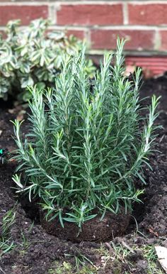 a small green plant growing out of the ground