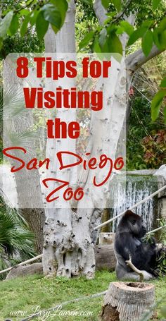 a gorilla sitting on top of a tree stump with the words 8 tips for visiting the san diego zoo