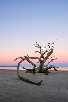 a dead tree sitting on top of a sandy beach