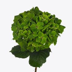 a plant with green leaves is shown on a white background