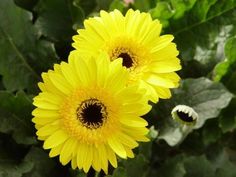 two yellow flowers with green leaves in the back ground and one flower has black center