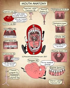 the mouth and tongue are labeled in many different languages, including words that say mouth anatomy