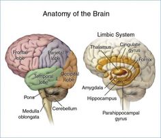 the anatomy of the human brain