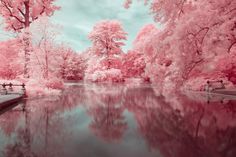 infrared image of trees reflecting in water