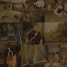 a collage of pictures with dogs and cats in them, including a man holding a dog