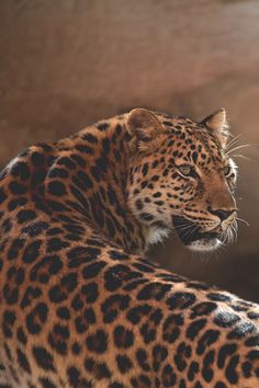 a close up of a leopard laying on the ground