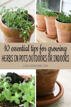 there are many potted plants on the table with text overlay that says 10 essential tips for growing herbs in pots outdoors indoors