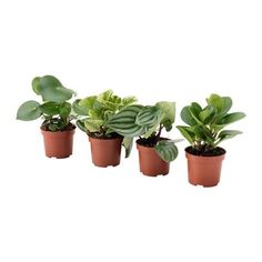 four potted plants with green leaves in them