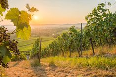 the sun is setting over some vineyards