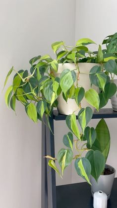 a potted plant sitting on top of a black shelf next to a white wall