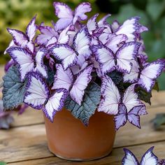 purple and white flowers sitting in a pot on a wooden table next to green leaves