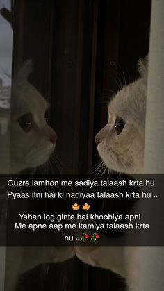 two white cats looking at each other through a glass window with the caption,