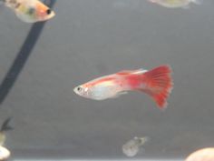 some red and white fish in an aquarium