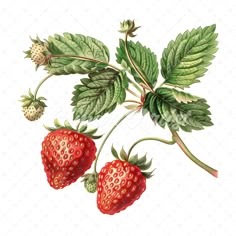 two strawberries on a branch with green leaves