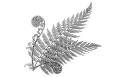 a drawing of a fern leaf on a white background