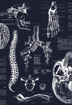 an image of the human body and its skeletal systems on a black background with text