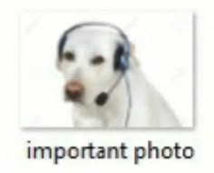 a white dog with headphones on and the caption important photo is in front of it