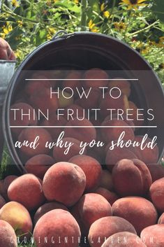 a bucket full of peaches with the words how to thin fruit trees and why you should