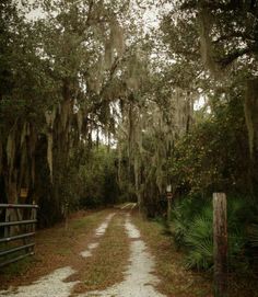 a dirt road surrounded by trees covered in spanish moss