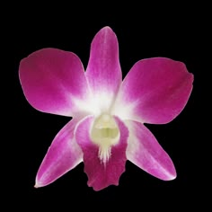 a purple and white orchid flower on a white background with room for text or image