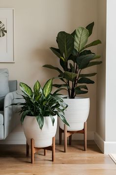 two potted plants sitting next to each other in front of a couch and chair