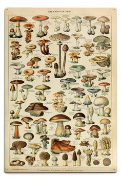 Mushrooms, C, Vintage Bookplate, Adolphe Millot Artwork, Art Prints and Metal Signs Art Lantern Press Mushroom Diagram, Cavallini Poster, Flying Human, Adolphe Millot, Mushroom Species, Mushroom Poster, Posters For My Room, Collage Mural, Mushroom Crafts