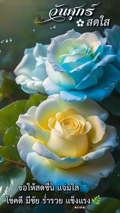 two blue and yellow roses with water droplets on them are in front of the caption