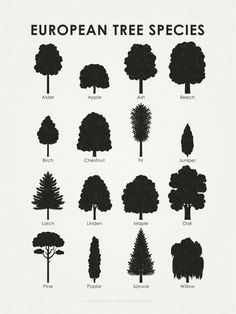 the different types of trees that are labeled in german, english and german words on a white background