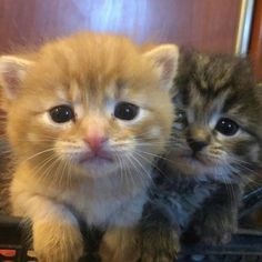 two small kittens are sitting on top of a computer keyboard and looking at the camera