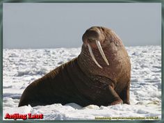 an walpopotamus sitting in the snow with its long tusks sticking out