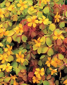 small yellow flowers with green leaves in the foreground and red foliage in the background