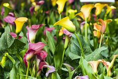 calla lilies are blooming in bright and elegant colors with the words calla lilies above them